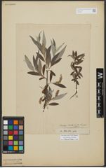 Foto von Salix alba L.
